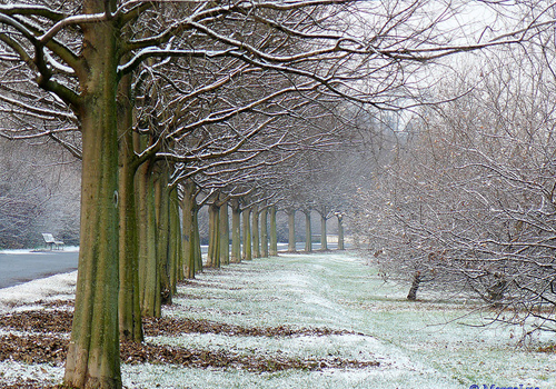 Winter Landscapes