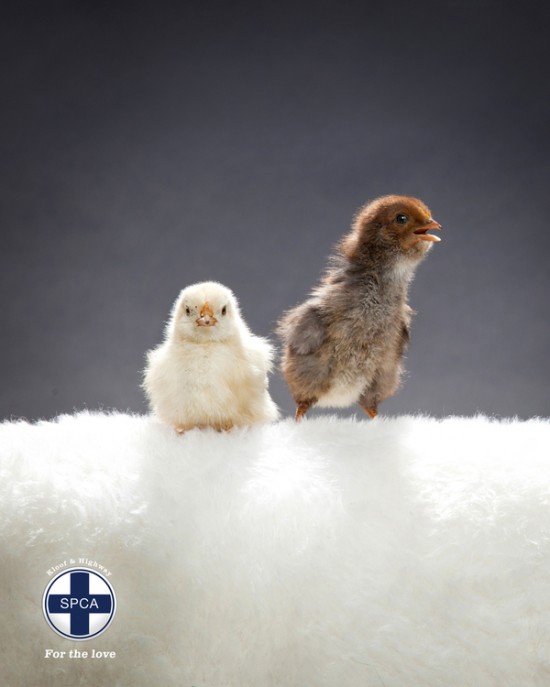 Print Advertisements with Animals (1)